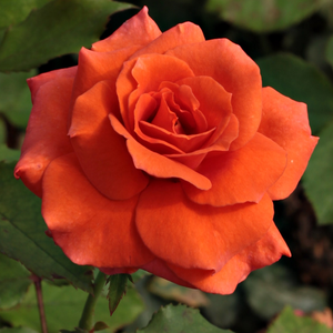 Portocaliu roşcat - trandafir pentru straturi Floribunda